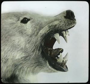 Image of Head of Polar Bear